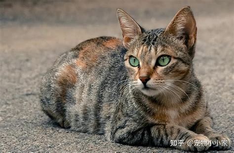 家里进猫|俗话说”猫来穷、狗来富“，家里进猫代表什么预兆？需要注意什么